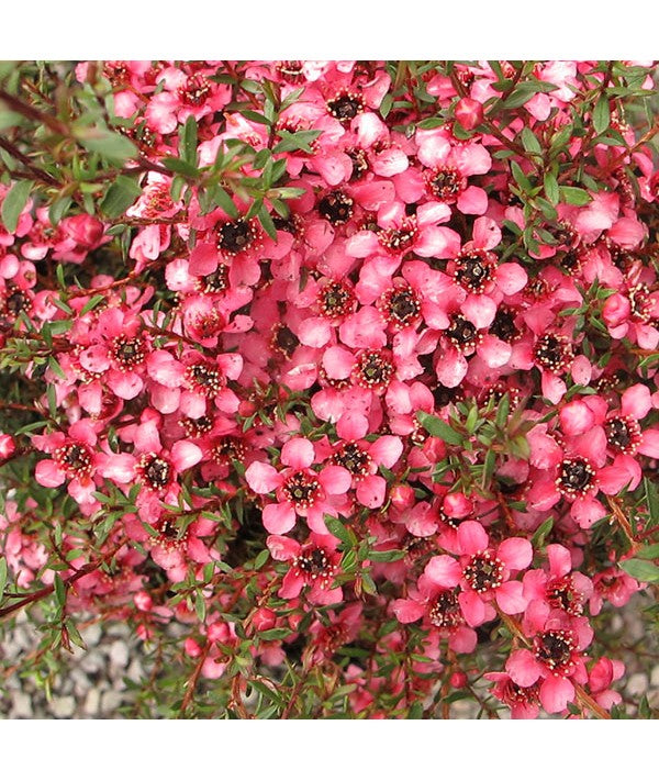 Leptospermum scoparium Kiwi Nana