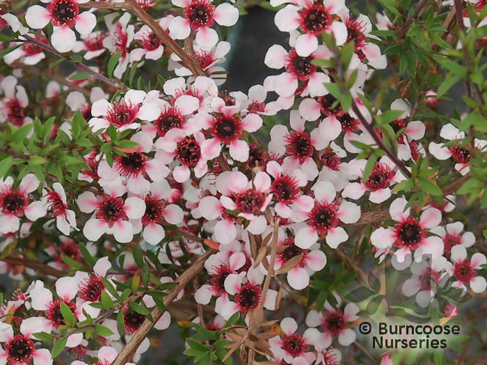 Leptospermum scoparium Nichollsii