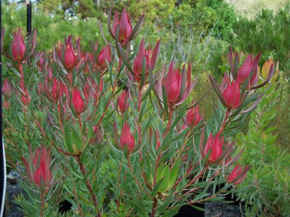 Leucadendron Mrs Stanley