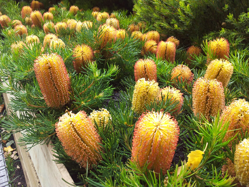 Banksia Birthday Candle