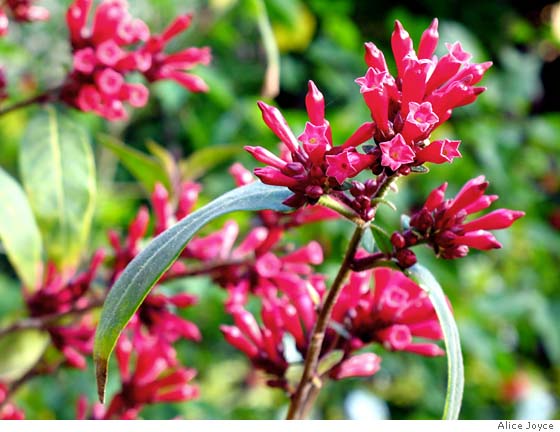 Cestrum elegans Rosea