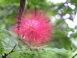 Calliandra