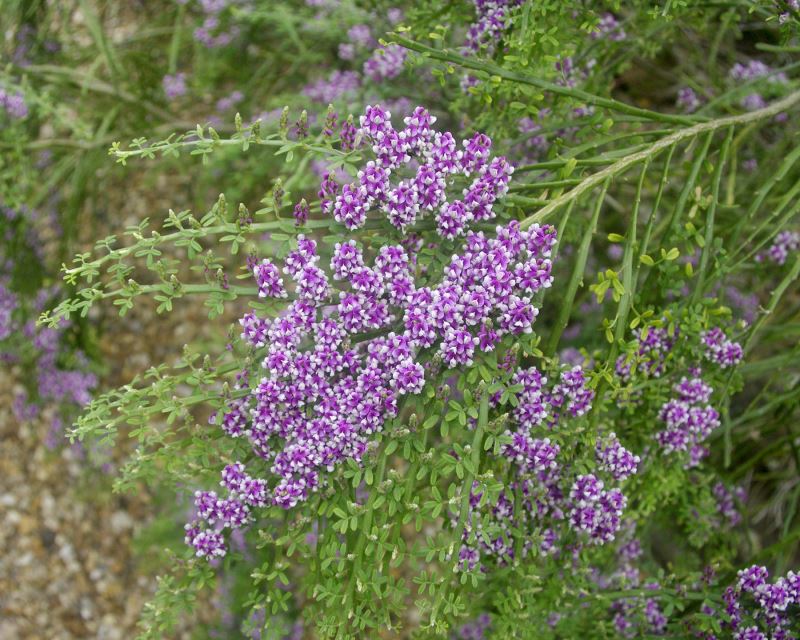 Carmichaelia