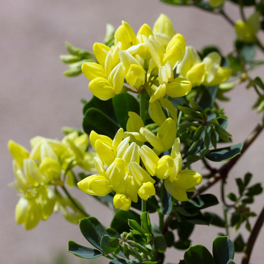 Coronilla citrina