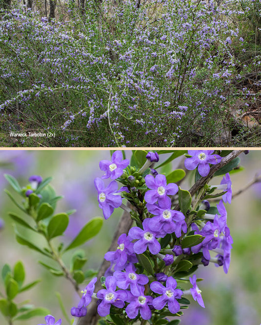 Freylinia Tropica