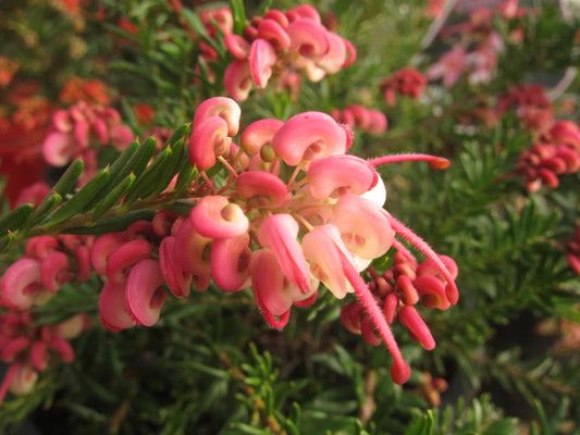 Grevillea Celia