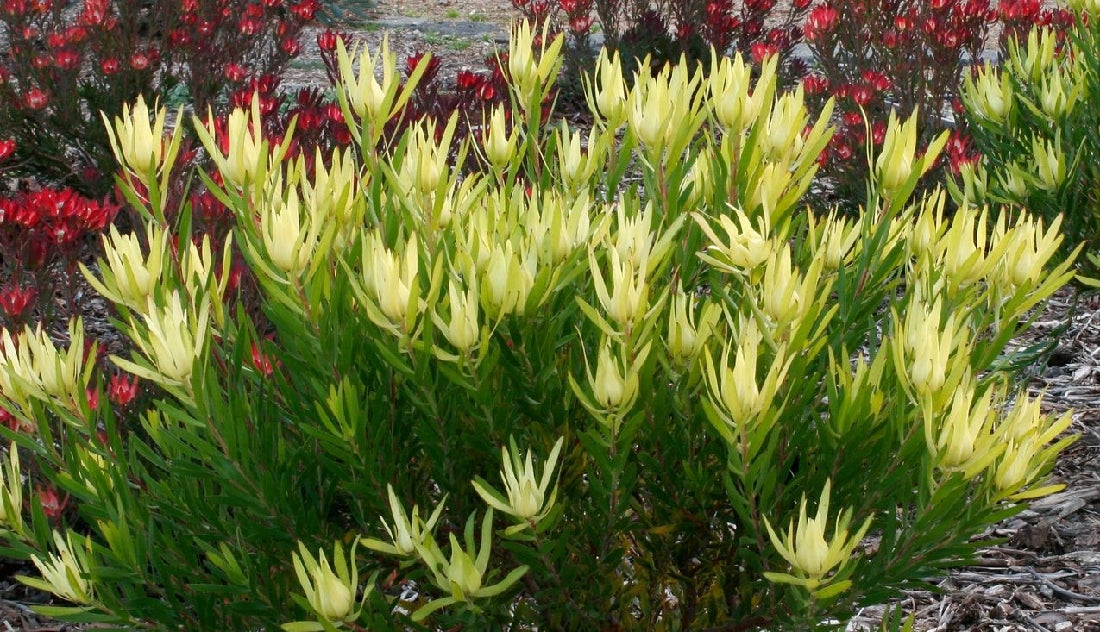 Leucadendron  Inca Gold
