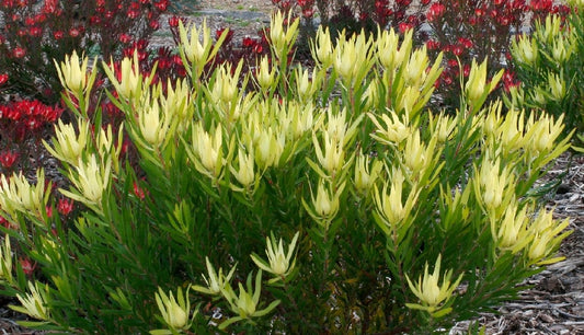 Leucadendron  Inca Gold