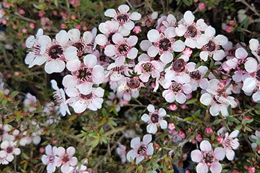 Leptospermum  nanum Tui .dwarf.