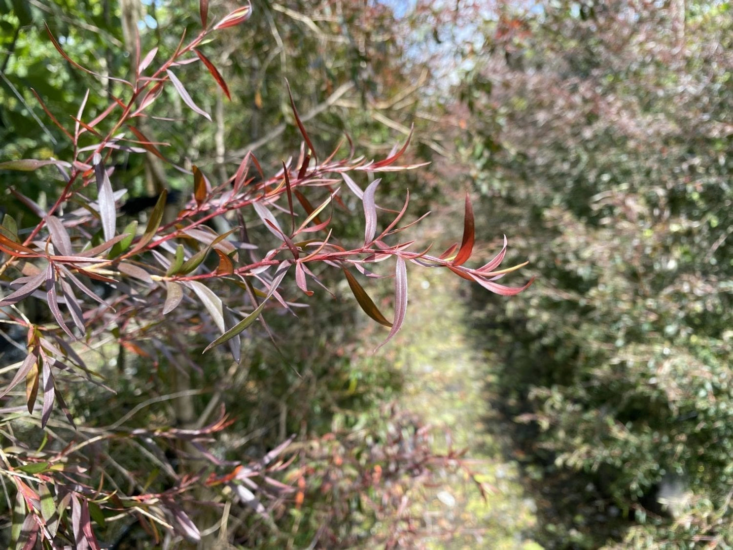 Leptospermum  macrocarpum Copper Sheen