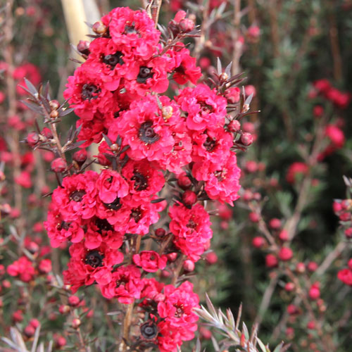 Leptospermum  scoparium Double Rouge