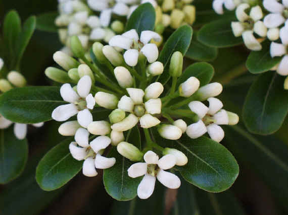Pittosporum Tobira NANA