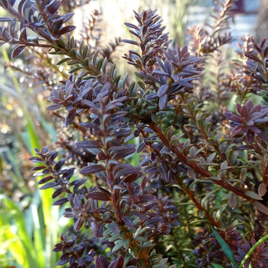 Podocarpus  Chocolate Box