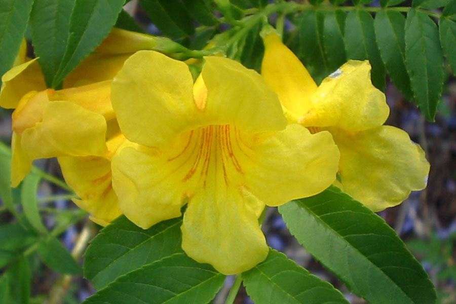 Tecoma capensis yellow form