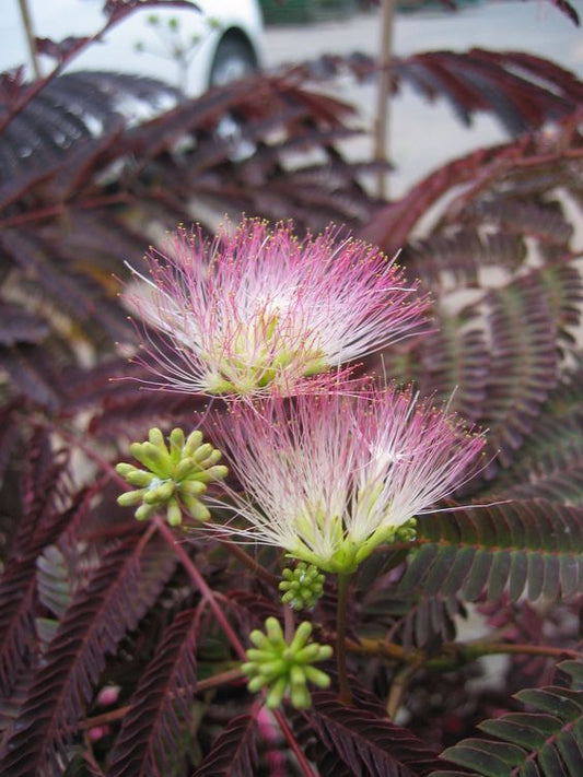 Albizia julib Summer Chocolate