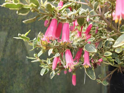 Correa Dusky Bells Variegata ( Starlight)