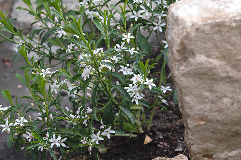 Eroistemon. PHILOTHECA (gin and tonic)