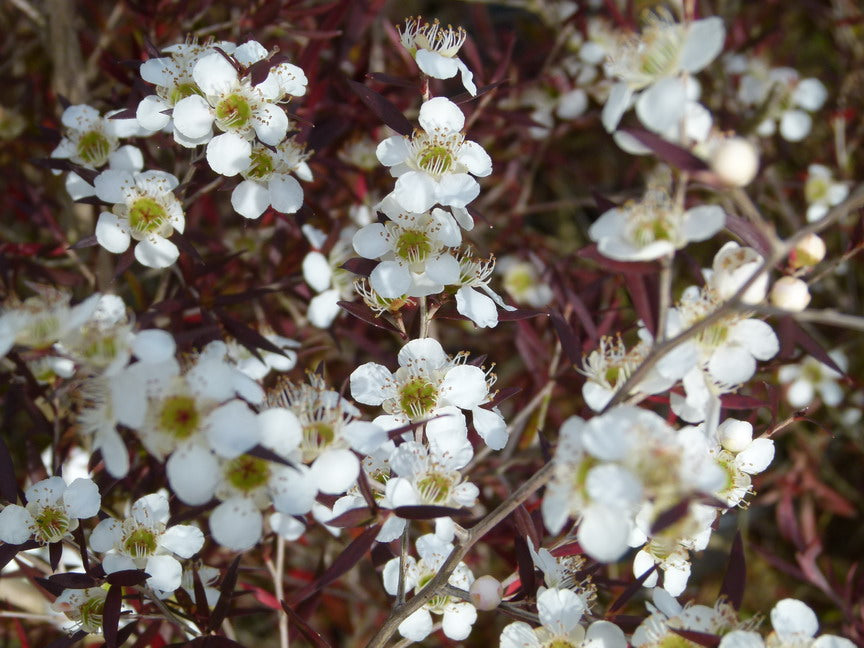 Leptospermum  macrocarpum Copper Sheen