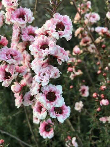 Leptospermum  scoparium Autumn Glory