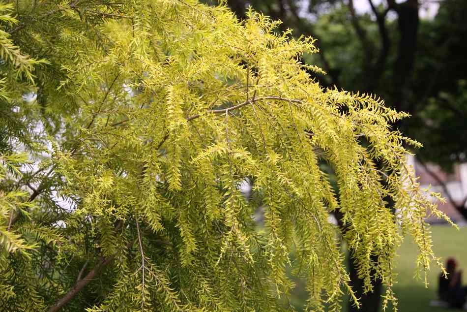 Melaleuca bracteata  Sungold
