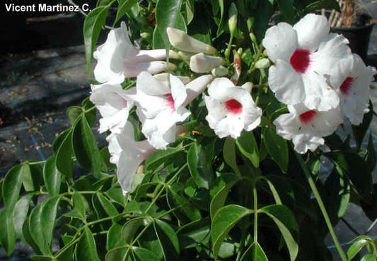 Pandorea  Alba. Bower Vine