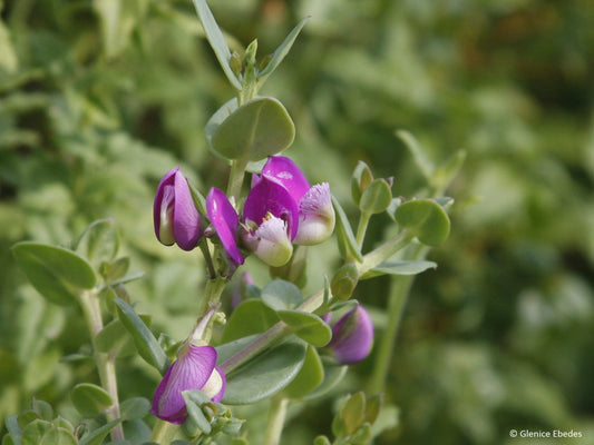 Polygala fruiticosa Africana Nana