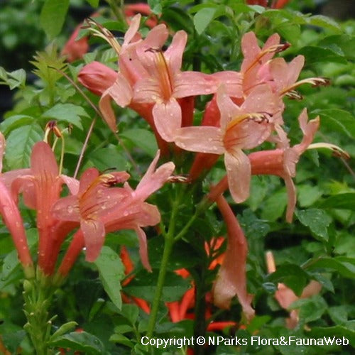 Tecoma capensis Pink Twist ..Salmon trumpet vine