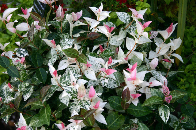 Trachelospermum  Tri colour