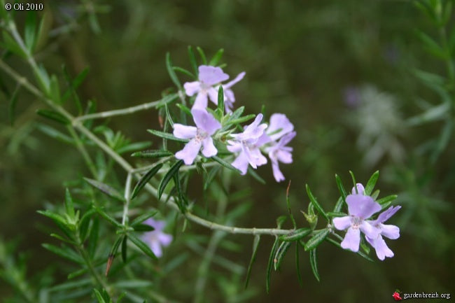 Westringia Longifolia lilac form