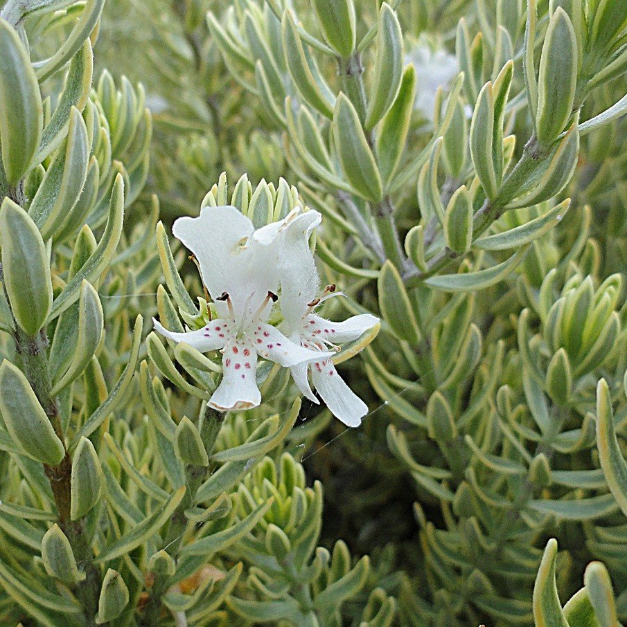 Westringia nana Morning Light