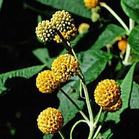 Buddleja Globosa