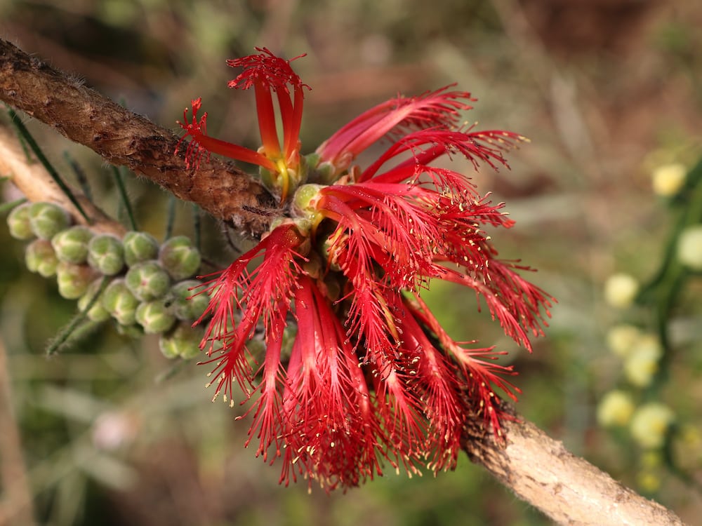 Calothamus Quadrifidus