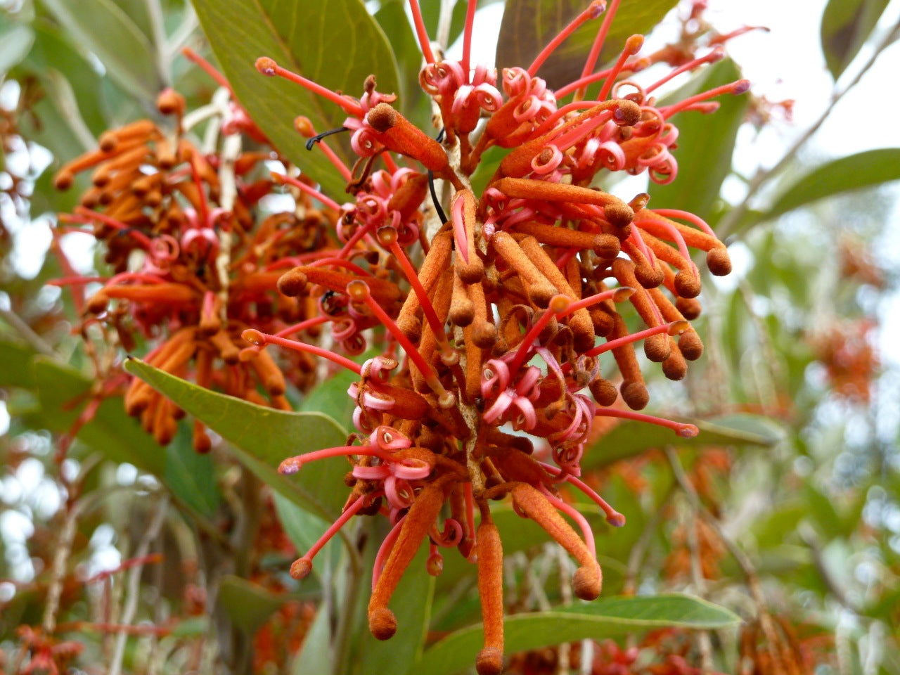 Grevillea Victoriae