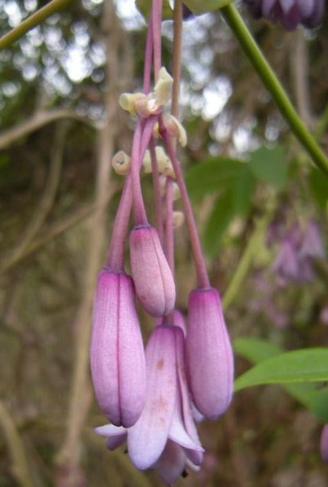 Holboellia Latifolia