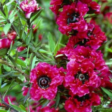 Leptospermum  scoparium Red Damask