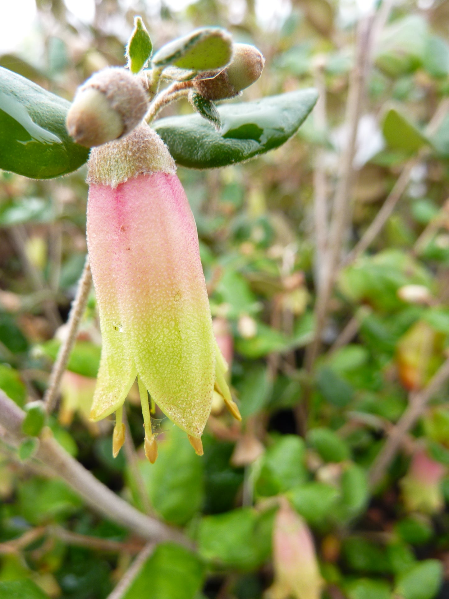 Correa Peachy Cream