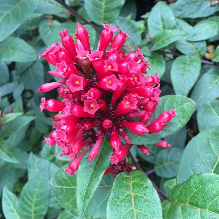 Cestrum newellii