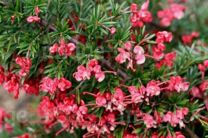 Grevillea Jenkensii