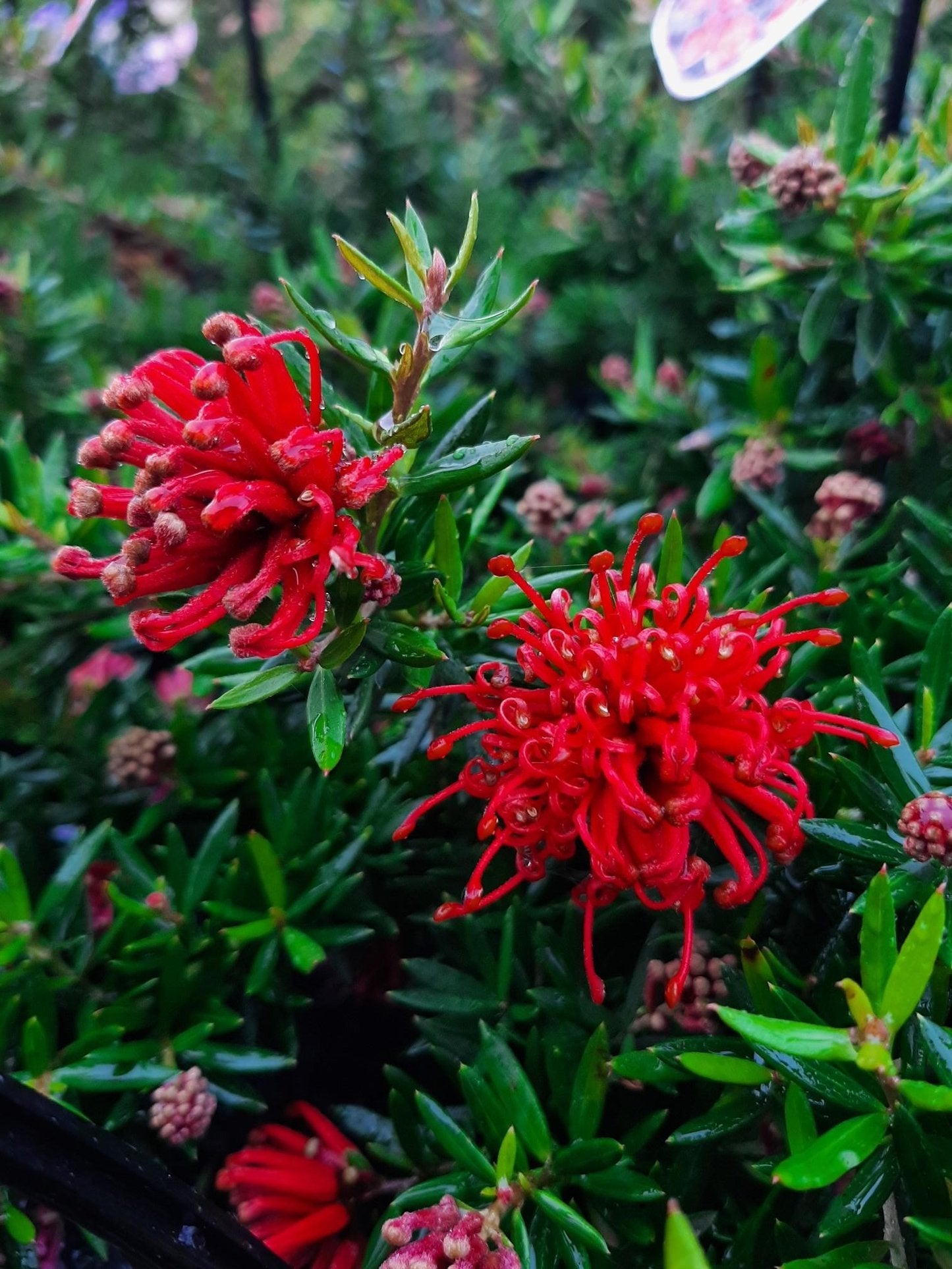 Grevillea New Blood